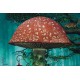 Panneau Jersey Forêt enchantée Stenzo champignon animaux enfant couture