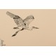 Sweat french Terry Herons - Honey peach soft cactus oiseau graphique playtime 